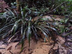 Thurnia sphaerocephala