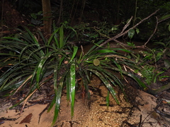 Thurnia sphaerocephala