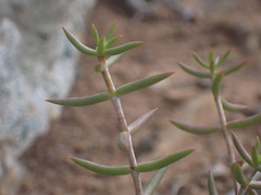 Crassula tetragona