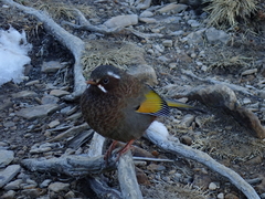 Trochalopteron morrisonianum