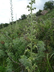 Scrophularia heucheriiflora