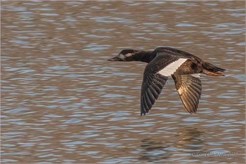 Velvet Scoter, photo 4 of 10