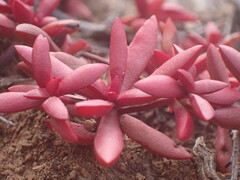 Crassula pubescens