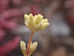Crassula pubescens