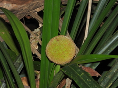 Thurnia sphaerocephala