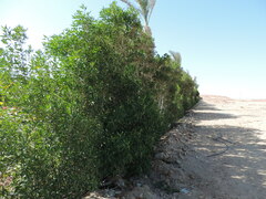 Avicennia marina