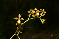 Cyrtochilum cimiciferum