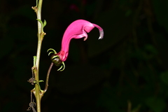 Centropogon urubambae