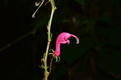 Centropogon urubambae