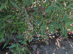 Avicennia marina