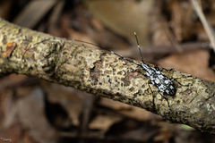 Mecotropis unoi