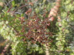 Crassula perforata