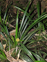 Thurnia sphaerocephala