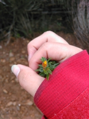 Cistus