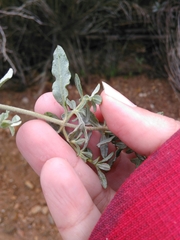 Cistus