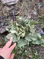 Verbascum pulverulentum