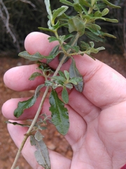 Cistus