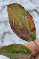 Lyonetia clerkella