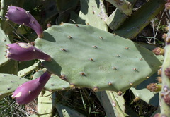 Opuntia anahuacensis