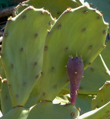 Opuntia anahuacensis