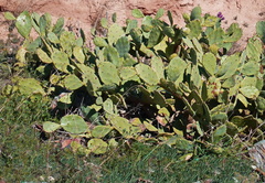 Opuntia anahuacensis
