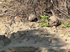 Aspidoscelis communis