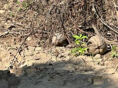 Aspidoscelis communis