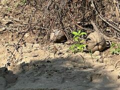 Aspidoscelis communis