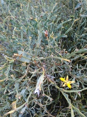 Genista tridentata