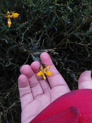 Genista tridentata