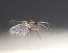 Phlebotominae