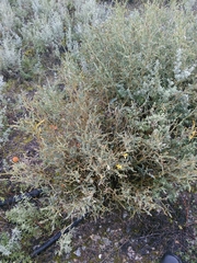 Genista tridentata