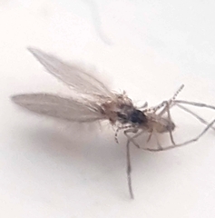 Phlebotominae