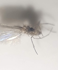 Phlebotominae