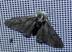Biston betularia carbonaria
