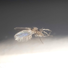 Phlebotominae