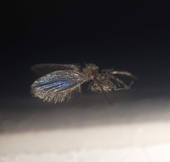 Phlebotominae