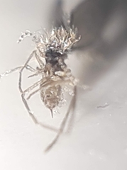Phlebotominae