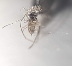 Phlebotominae