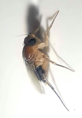 Phoridae