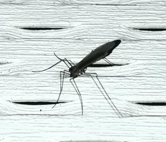 Trichocera annulata
