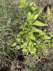 Patellifolia procumbens