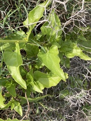 Patellifolia procumbens