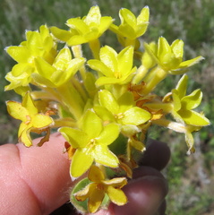 Lasiosiphon anthylloides