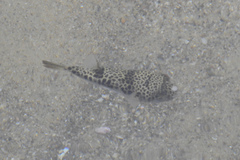 Tetractenos glaber