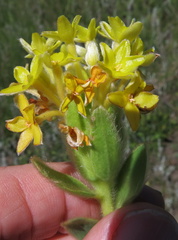 Lasiosiphon anthylloides