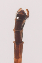 Leptogaster arida