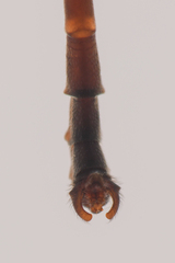 Leptogaster arida