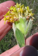 Lasiosiphon anthylloides