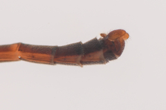 Leptogaster arida